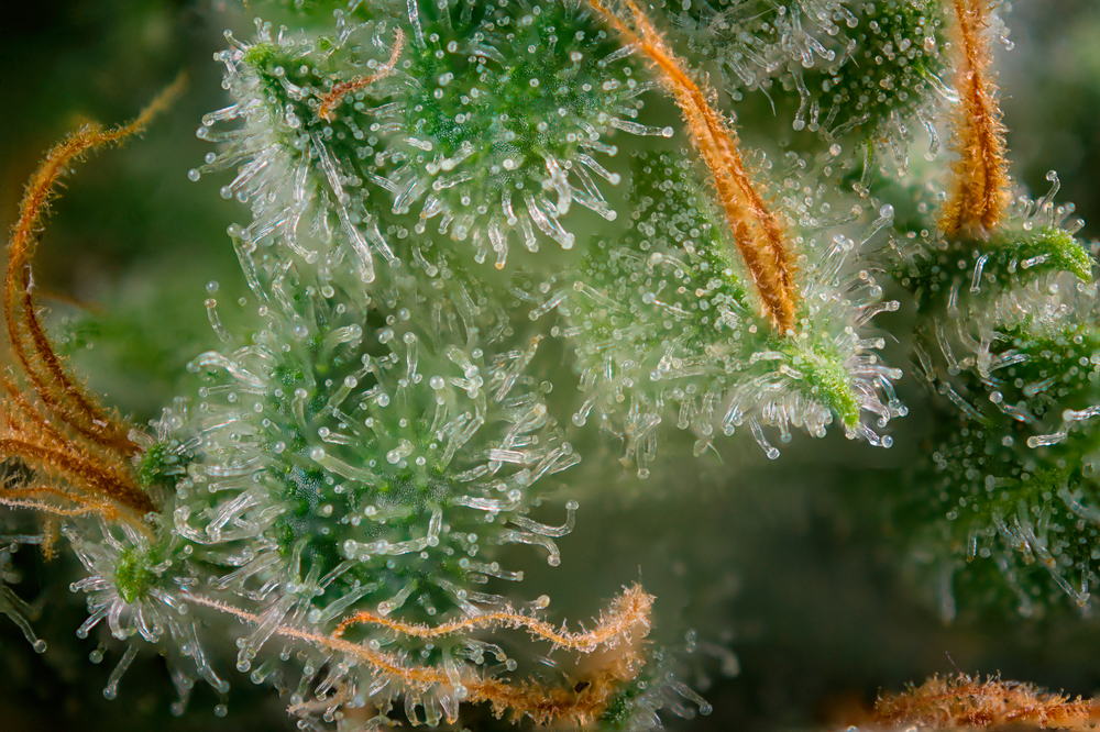 5 Things Every Medical Cannabis User Should Know About Terpenes