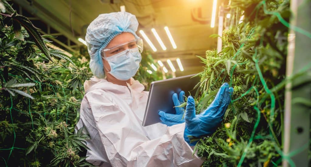 How Real-World Data Informs Medical Cannabis Decisions