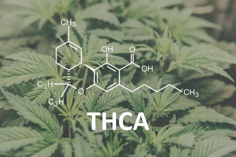 THC and THCA Similar but Technically Not the Same
